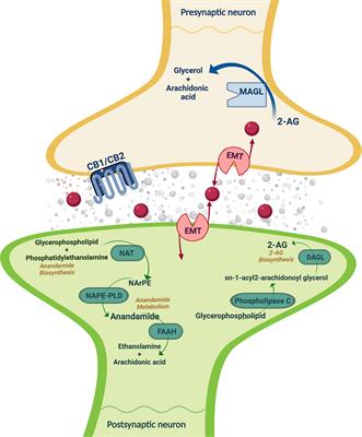 Endocannabinoid System Components as Potential Biomarkers in Psychiatry